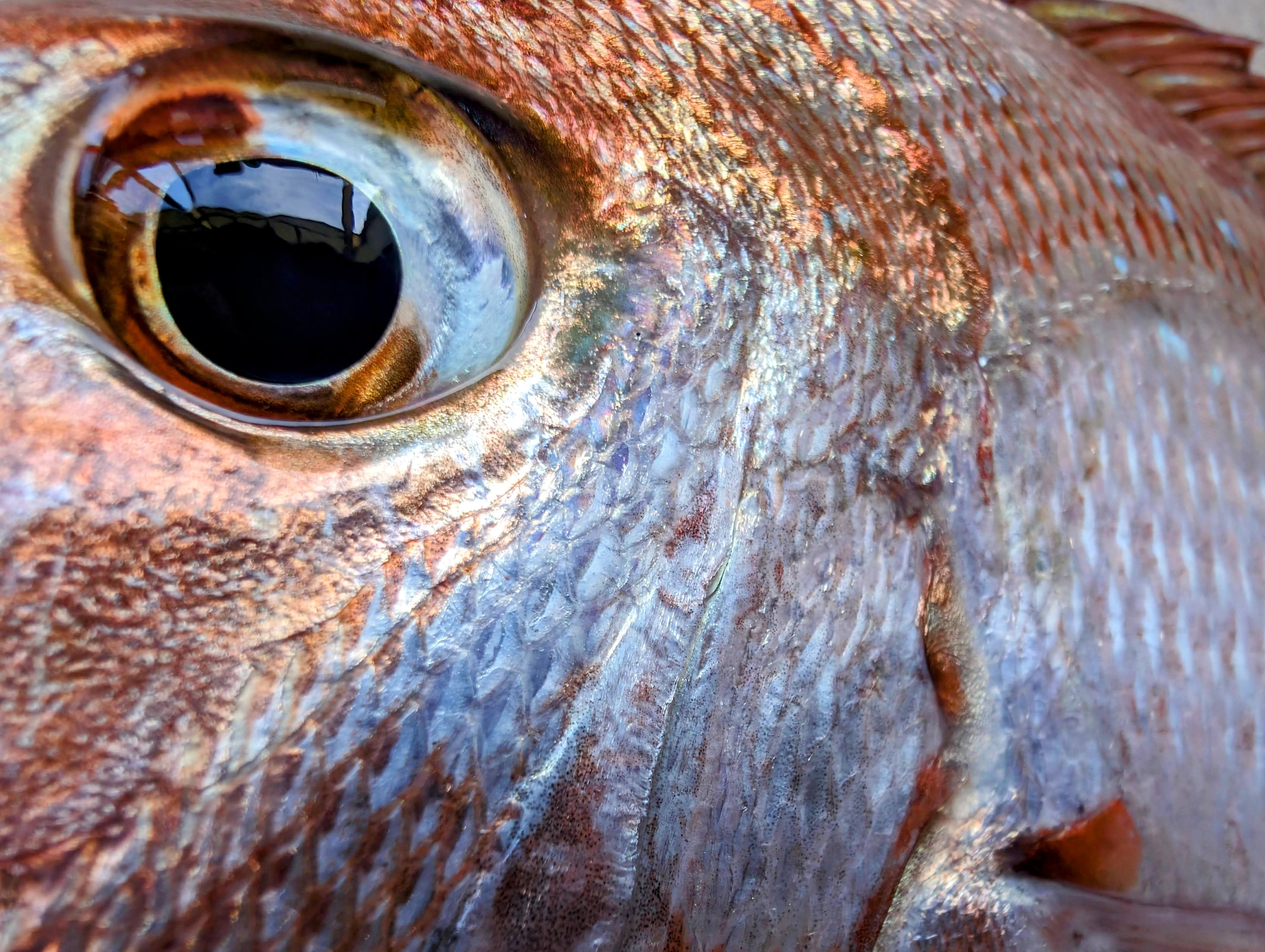 Snapper Feeding behaviors 