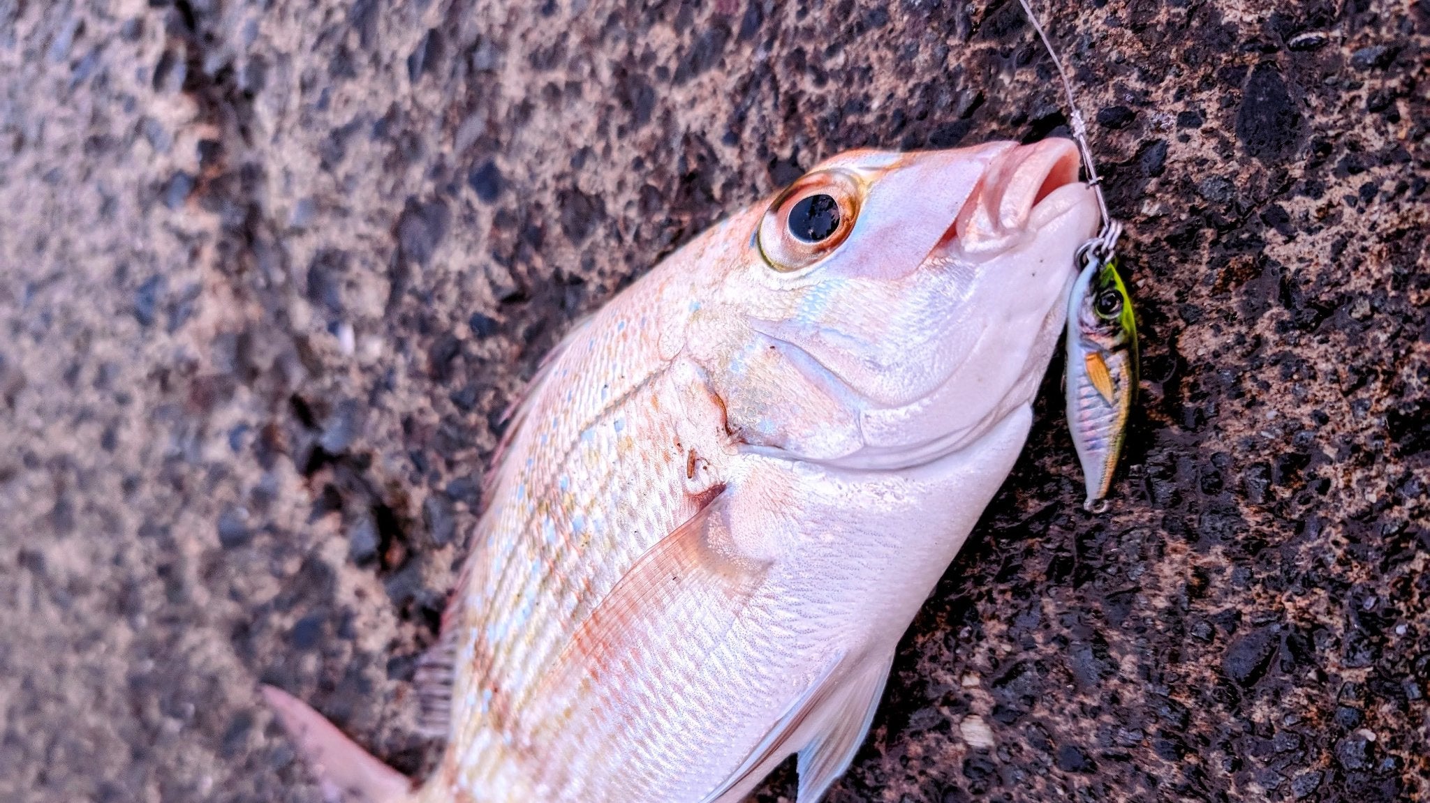 snapper lures