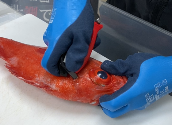 Hapyson Multi-functional Fish Scissors