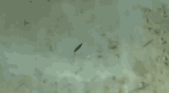 Little Jack Forma Spoon Micro Jig