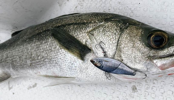 Little Jack More Keen 02 Vibe Blade