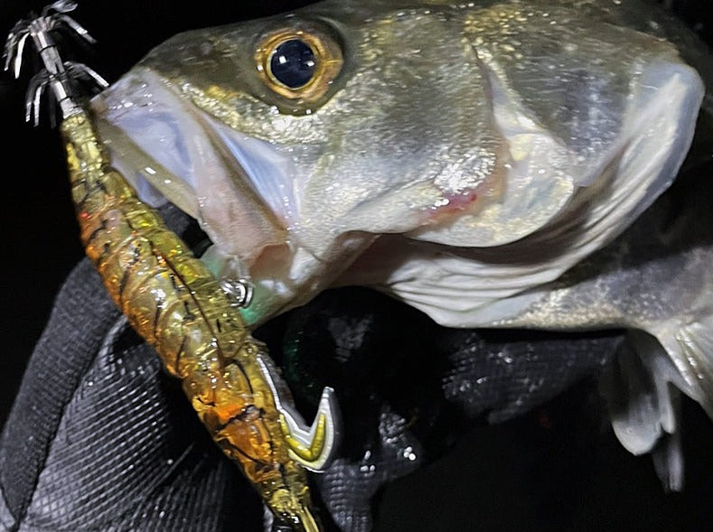Black fin bass caught on Onliest fish and squid jig