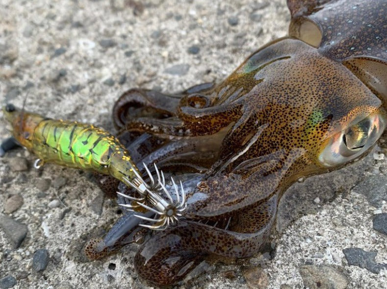 Arrow squid caught on Little Jack Onliest fish and squid jig